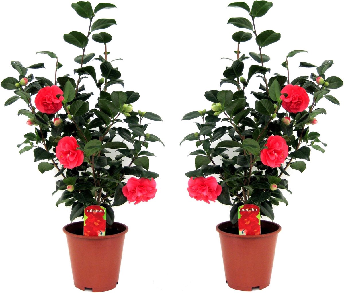  Plant In A Box - Camellia Japonica - Set Van 2 - Winterhard - Japanse Roos - Tuinplant - Pot 19cm - Hoogte 60-70cm