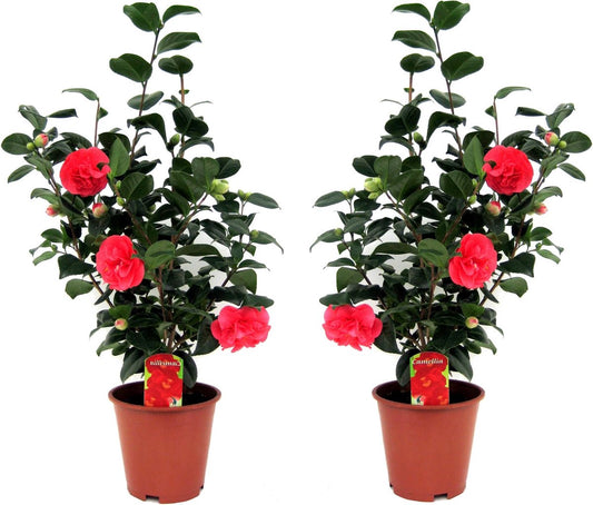  Plant In A Box - Camellia Japonica - Set Van 2 - Winterhard - Japanse Roos - Tuinplant - Pot 19cm - Hoogte 60-70cm