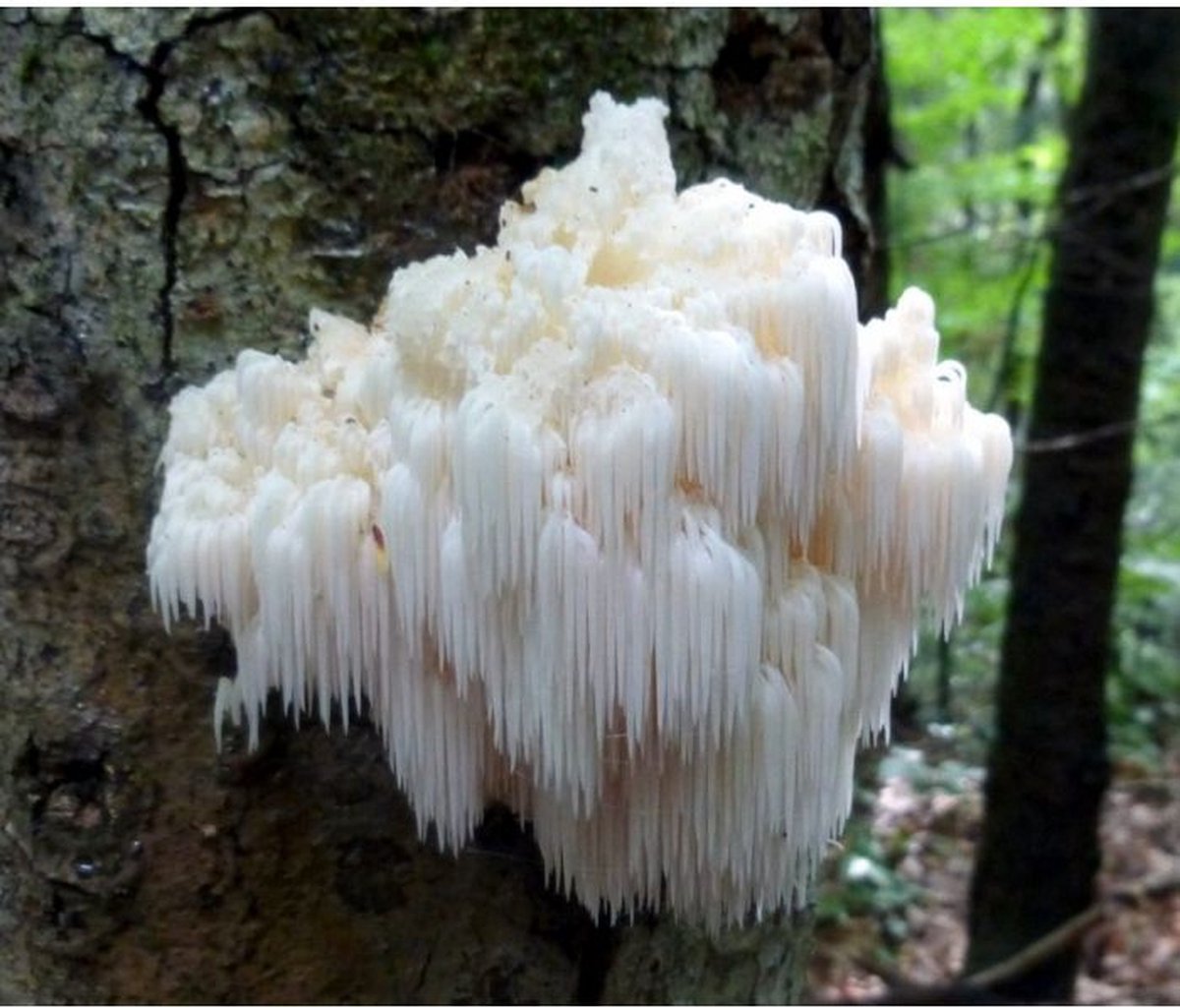  ToshiFarm Broed Voor Pruikzwam - 50 Gram - Zelf Loins Mane Kweken - Broed Voor Lions Mane Kweekset