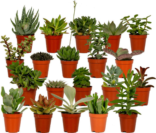  Succulent - Succulenten Mix - 20 Stuks - 7cm Hoog, 5,5Ø - Kamerplant - Zonder Mand