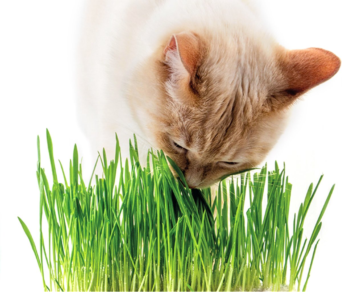  Kattengras - Gerst - Huisdier - Diervriendelijke Kamerplant - Triticum Aestivum - Potmaat Ø12cm - 2 Stuks
