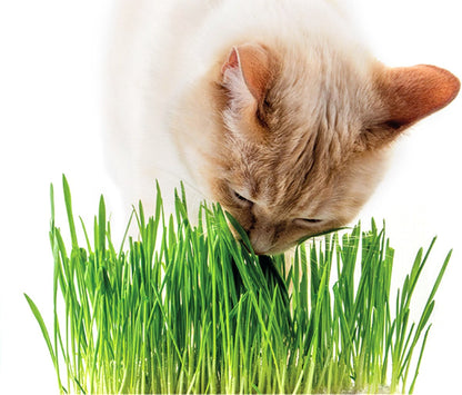  Kattengras - Gerst - Huisdier - Diervriendelijke Kamerplant - Triticum Aestivum - Potmaat Ø12cm - 2 Stuks