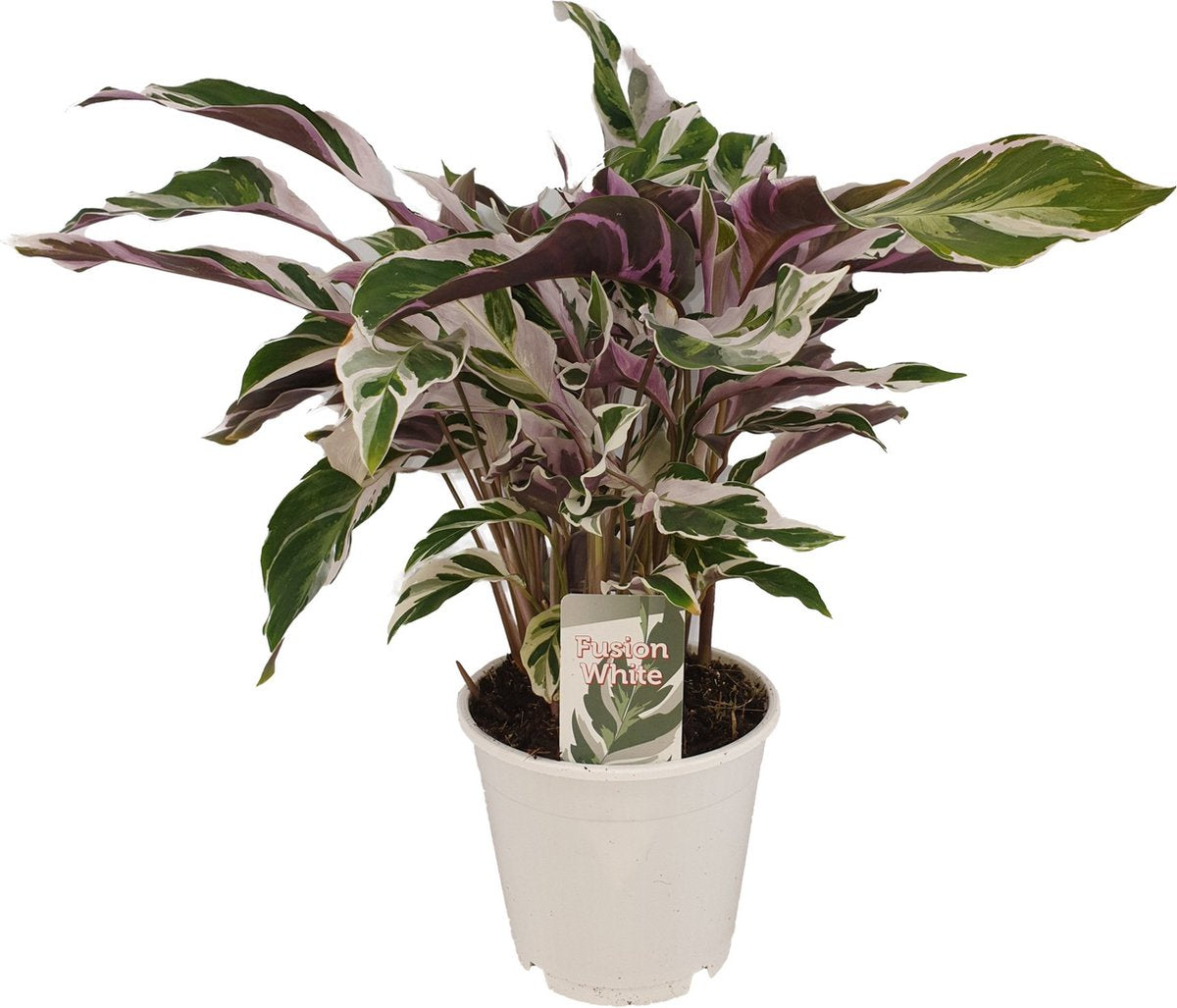  ZynesFlora - Calathea White Fusion - Ø 14 Cm - Hoogte: 35 - 40 Cm - Calathea - Luchtzuiverend - Kamerplant