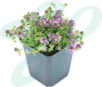 GP 12 X Kruipend Tijm / Kruiptijm - Winterharde Tuinplanten - Thymus Praecox 'Purple Beauty' In 9x9cm Pot Met Hoogte 5-10cm