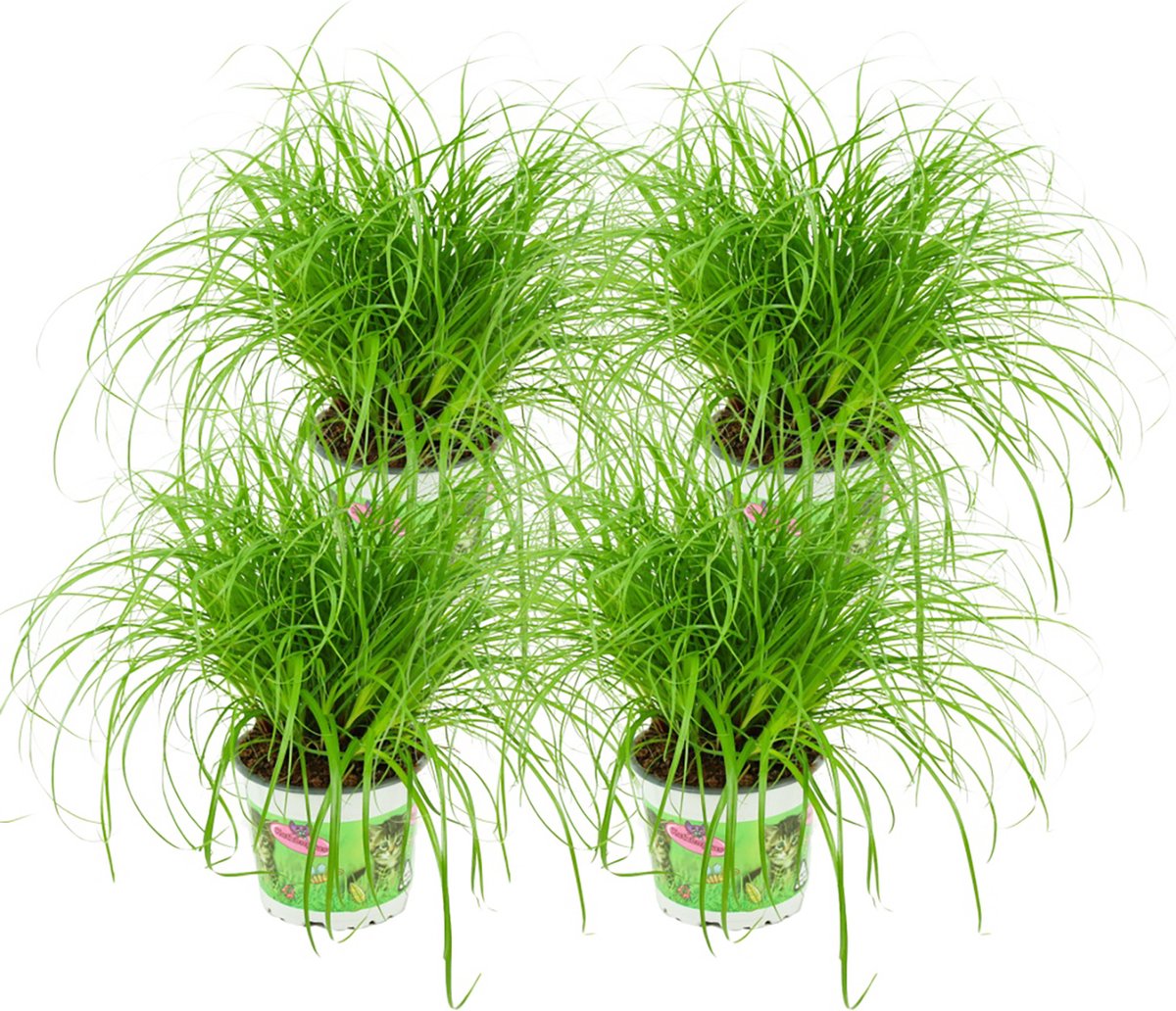 Merkloos Cyperus - Kattengras - 4 Stuks - Ø 12 Cm - Hoogte: 25-30 Cm - Kamerplant