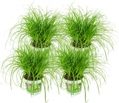 Merkloos Cyperus - Kattengras - 4 Stuks - Ø 12 Cm - Hoogte: 25-30 Cm - Kamerplant