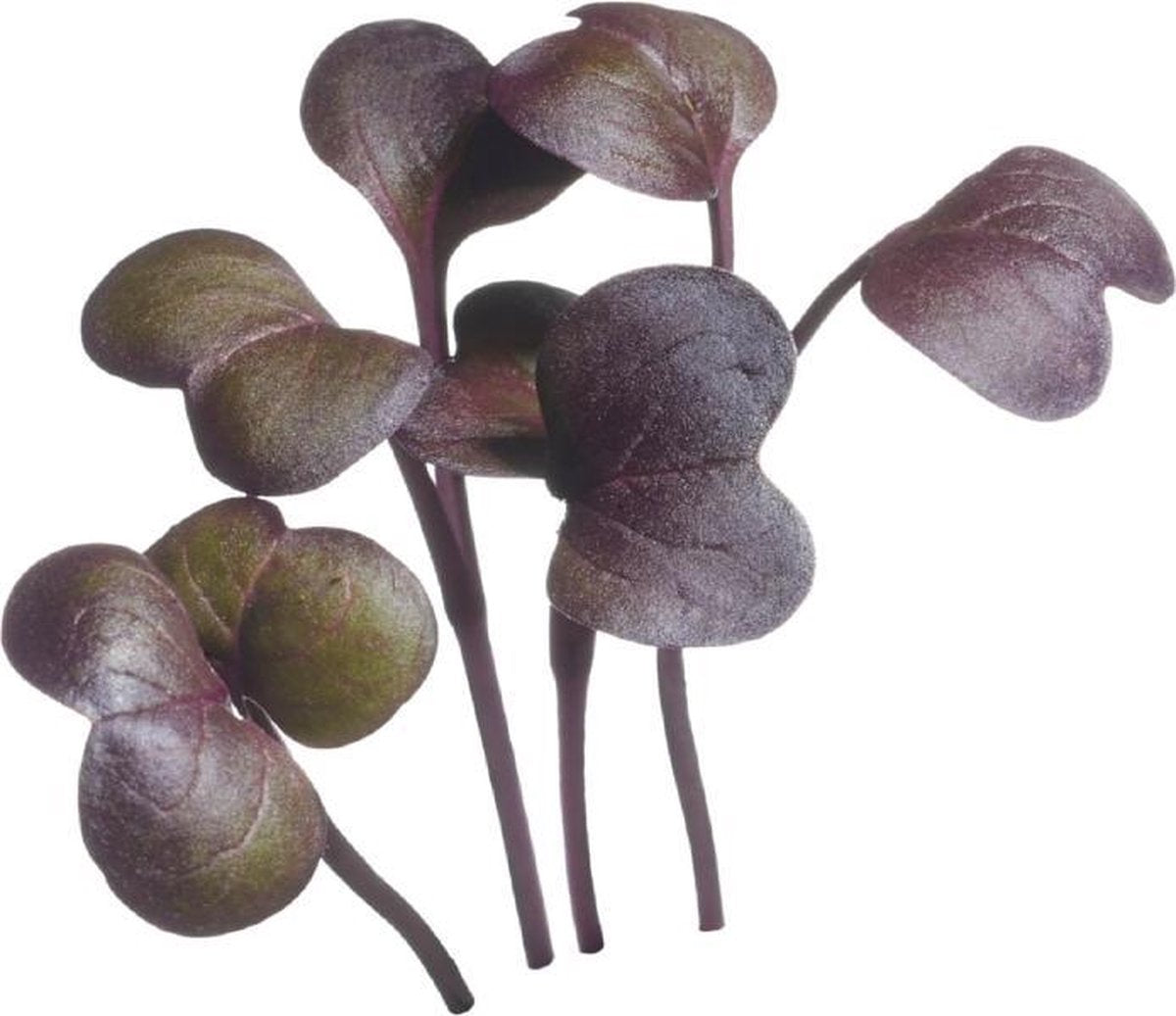  Buzzy® Microgreens, Radijs Rode Daikon