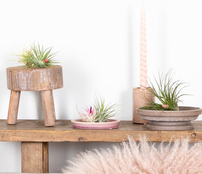  5x Tillandsia Mix - Luchtplantjes - Kamerplant – Onderhoudsvriendelijk