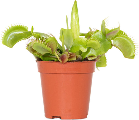  Kleine Vleesetende Plant | Dionaea Per Stuk - Binnen- En Buitenplant In Kwekerspot ⌀6 Cm - ↕10 Cm