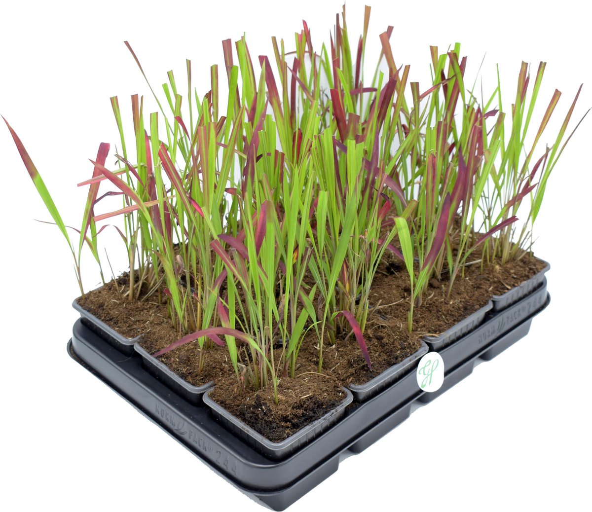 GP 12 X Japans Bloedgras - Siergras - Tuinplanten Winterhard - Vaste Planten - Imperata Red Baron - In 9x9cm Pot Met Hoogte 5-10cm