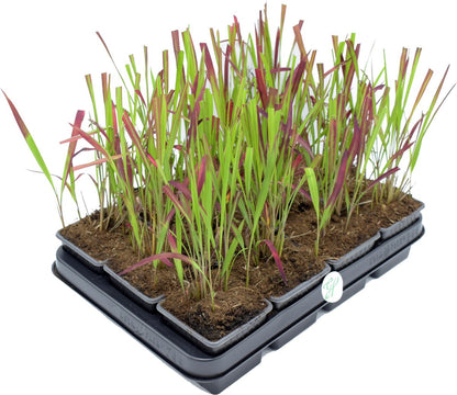 GP 12 X Japans Bloedgras - Siergras - Tuinplanten Winterhard - Vaste Planten - Imperata Red Baron - In 9x9cm Pot Met Hoogte 5-10cm