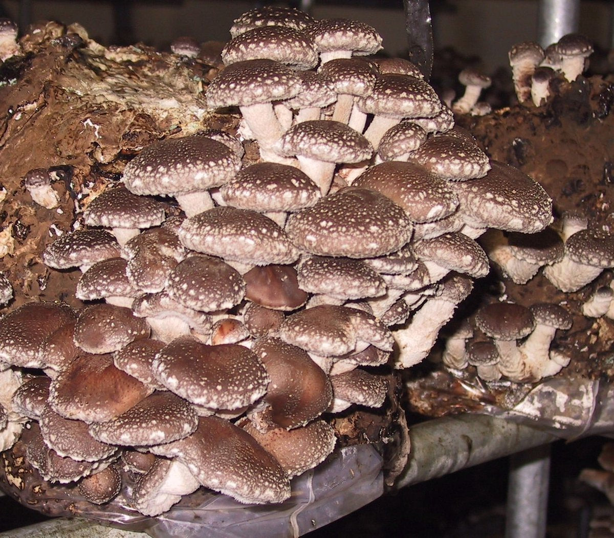  ToshiFarm Broed Voor Shiitake - 50 Gram - Zelf Shiitake Kweken - Broed Voor Shiitake Kweekset - Paddenstoel Sporen