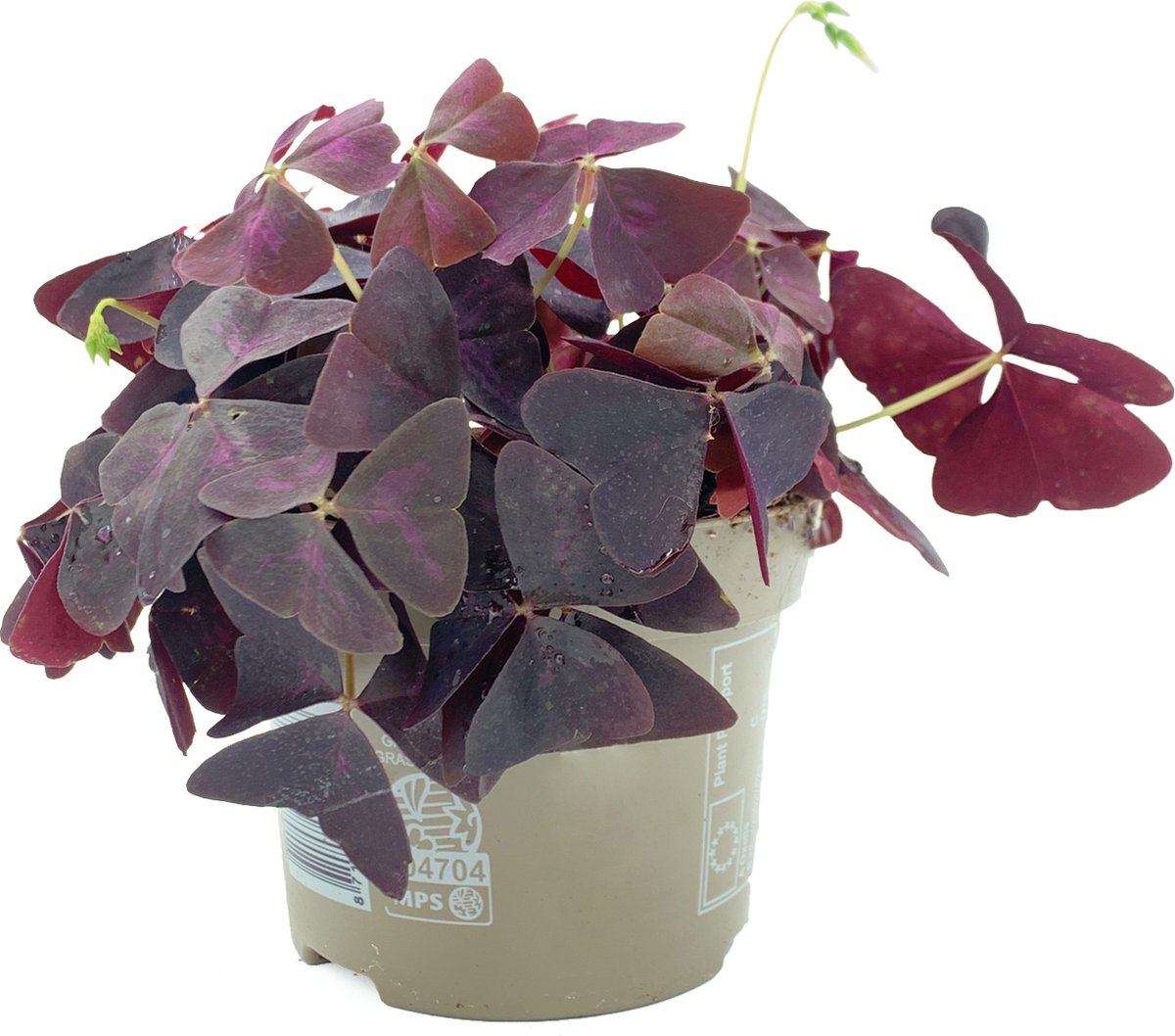  SIMPLYBLOOM.EU - Oxalis Triangularis Mijke Paars