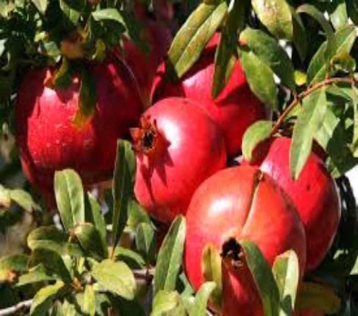  Punica Granatum 'Acco', Granaatappel, 2 Liter Pot