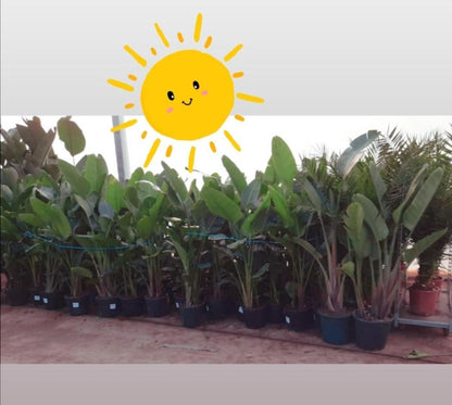  Strelitzia Augusta 180 Cm Hoog ...de Populairste Plant Van Dit Moment. Gratis Persoonlijke Bezorging Om Beschadiging Te Voorkomen En Met Verzorgingsinstructies. Bezorging