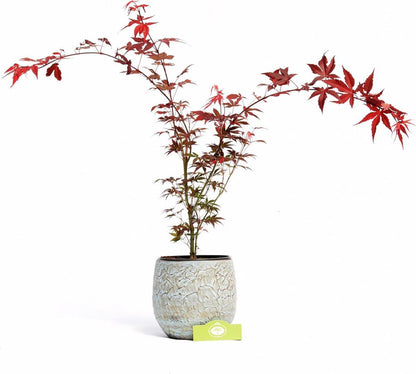  Acer Palmatum ‘Atropurpureum’, Rode Japanse Esdoorn - Hoogte 60cm - 3 Liter Pot