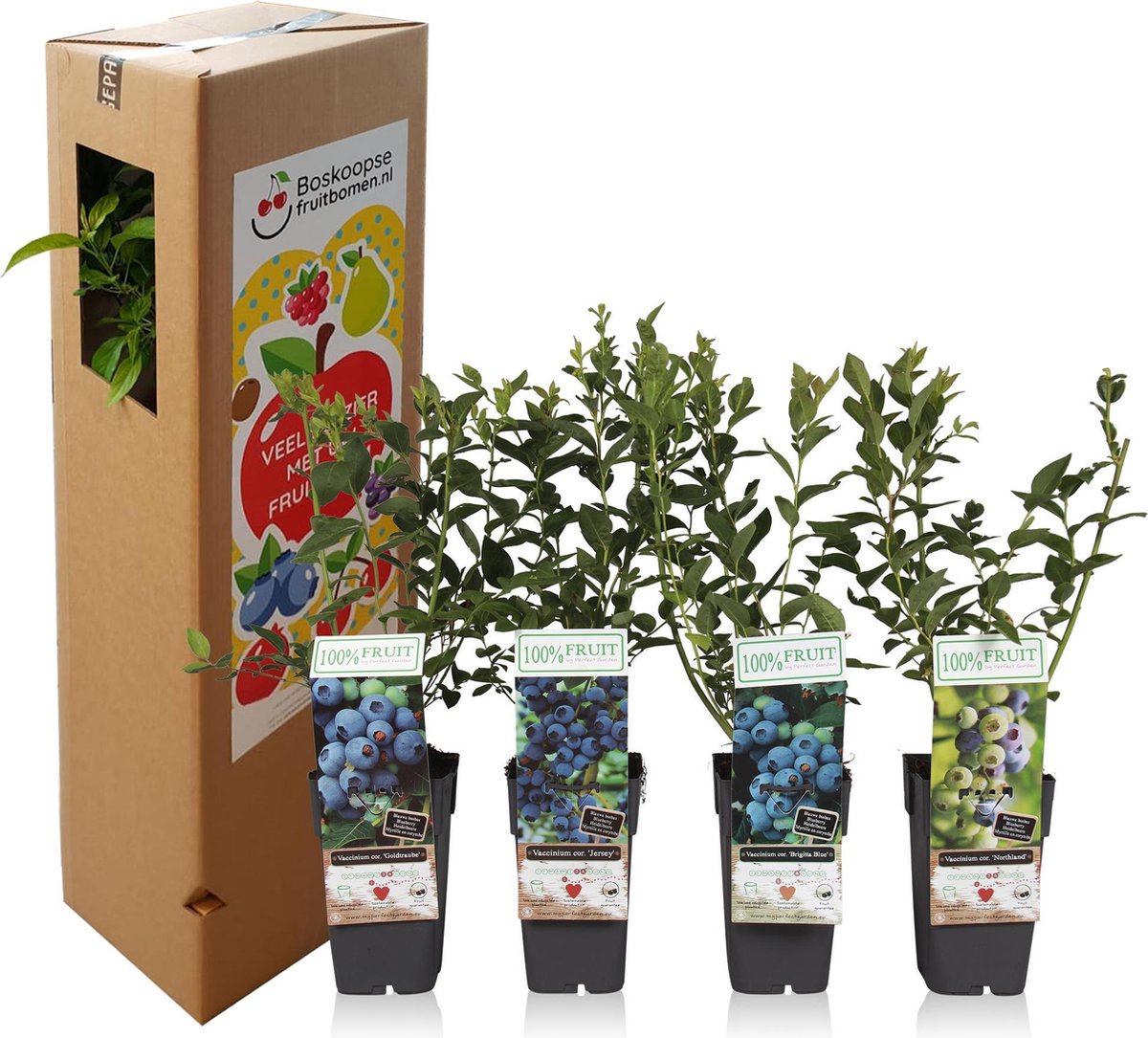  Blauwe Bessen Fruitplanten Mix - Set Van 4 Blauwe Bosbessen - Hoogte 50-60 Cm - Zelfbestuivend, Winterhard