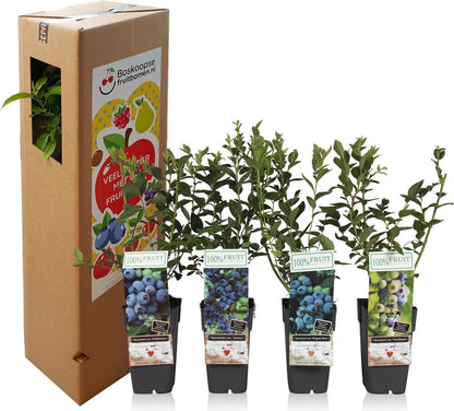  Blauwe Bessen Fruitplanten Mix - Set Van 4 Blauwe Bosbessen - Hoogte 50-60 Cm - Zelfbestuivend, Winterhard