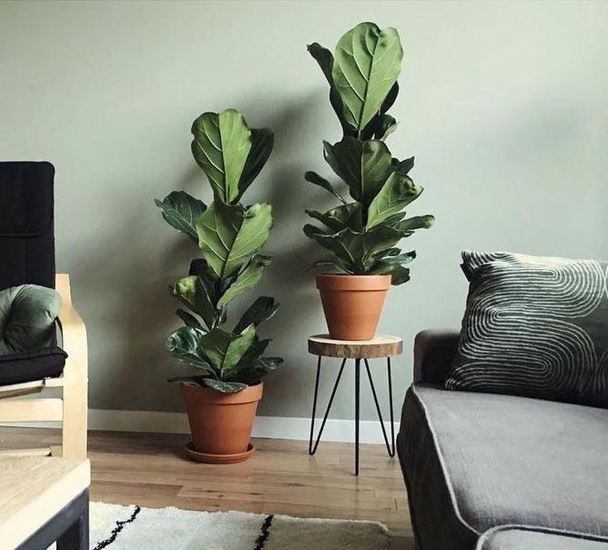  Ficus Lyrata Straight | Vioolbladplant / Tabaksplant