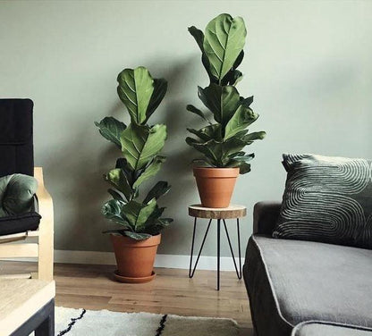  Ficus Lyrata Straight | Vioolbladplant / Tabaksplant