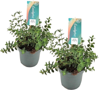  Plant In A Box - Eucalyptus Pulverulenta 'Baby Blue' - Set Van 2 - Pot 13cm - Hoogte 25-40cm