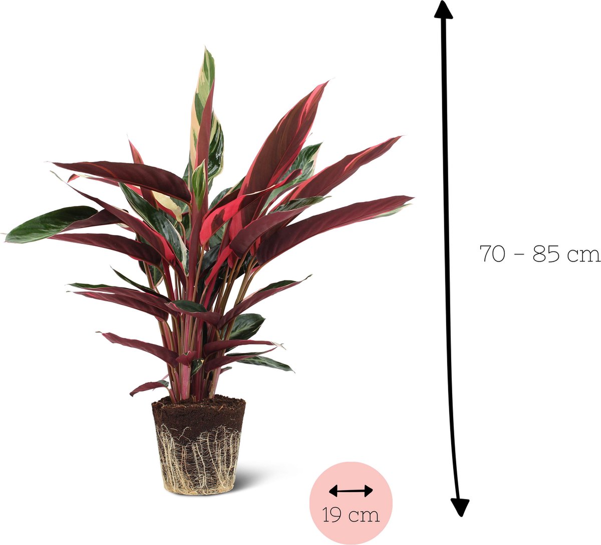  We Love Plants - Calathea Triostar - 60 Cm Hoog - Luchtzuiverende Plant