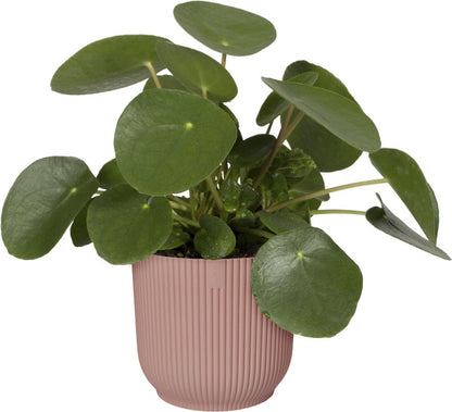  Elho Vibes Fold Rond 30 - Bloempot Voor Binnen - Ø 29.5 X H 27.2 Cm - Delicaat Roze
