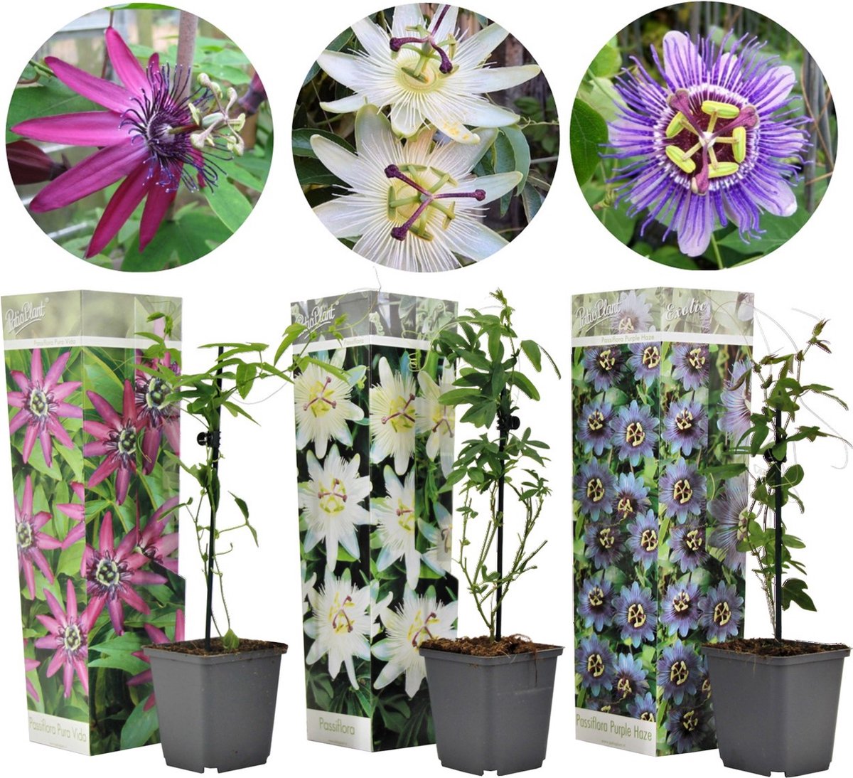  Plant In A Box - Mix Van 3 Passiflora Edulis - Passievrucht - Klimplant - Pot 9cm - Hoogte 25-40cm