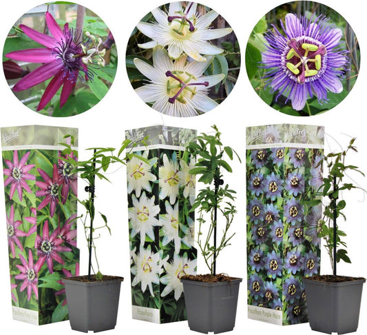 Plant In A Box - Mix Van 3 Passiflora Edulis - Passievrucht - Klimplant - Pot 9cm - Hoogte 25-40cm
