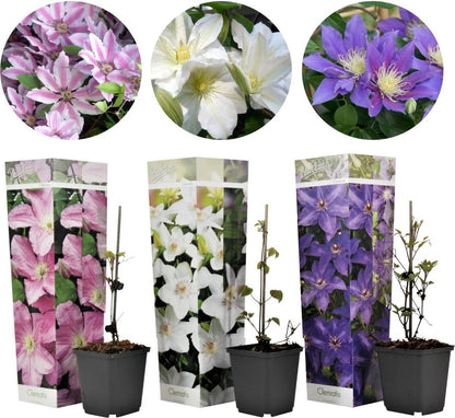  Plant In A Box - Mix Van 3 Clematis - Clematis Hybrid 'Mme Le Coultre', 'Hagley Hybrid', 'Polish Spirit' - Pot 9cm - Hoogte 25-40cm