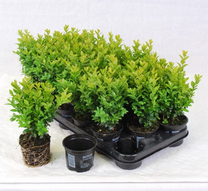  Buxus Sempervirens - 12 Stuks - Haag - Wintergroen - P9