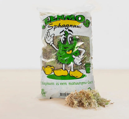  Sphagnum Mos Levend