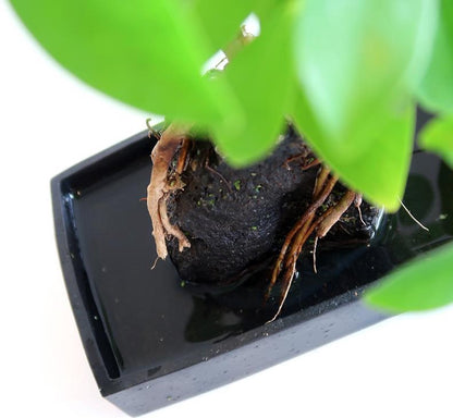  Schefflera Op Lava Steen | Planten | Bloompost