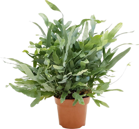 Plant In A Box - Phlebodium Aureum 'Blue Star' - Gemakkelijk Te Verzorgen Blauwvaren - Pot 17cm - Hoogte 40-50cm