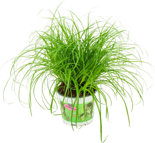 Merkloos ZynesFlora - Cyperus - Kattengras - Ø 12 Cm - Hoogte: 25-30 Cm - Kamerplant
