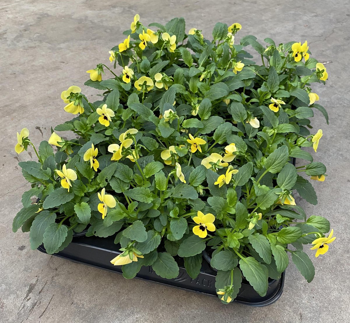 Merkloos Viooltje Grootbloemig Mix 12 Stuks