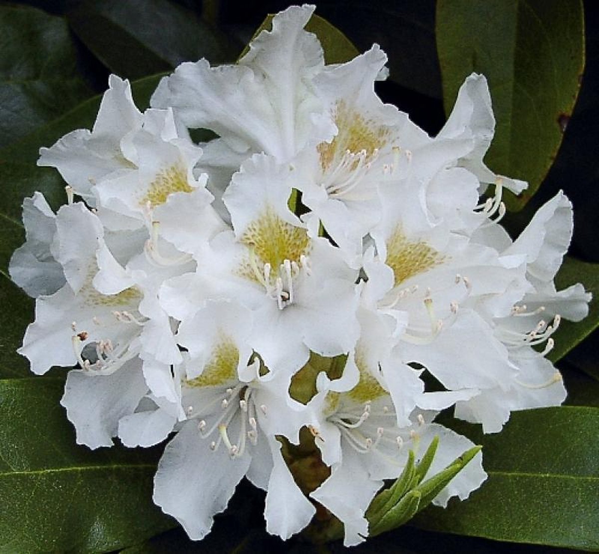  Rhododendron Box - 40 Stuks - Wit - 40/60 Cm Hoog - Incl. 8 Zakken Tuinturf 50L - Rhododendron 'cunningham's White' -