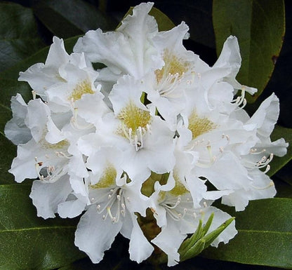  Rhododendron Box - 40 Stuks - Wit - 40/60 Cm Hoog - Incl. 8 Zakken Tuinturf 50L - Rhododendron 'cunningham's White' -