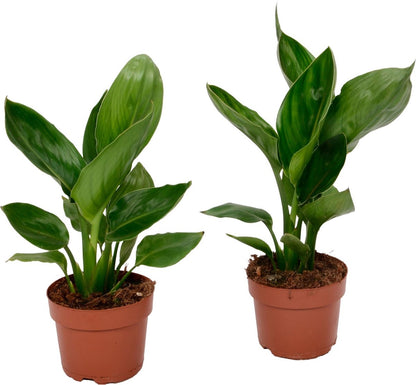  Plant In A Box - Strelitzia Reginea - Set Van 2 - Tropische Kamerplant - Paradijsvogelbloem - Pot 9cm - Hoogte 25-40cm
