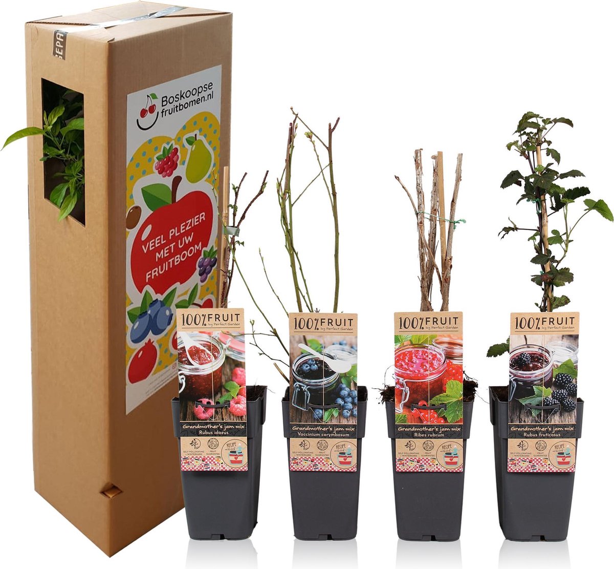  Grootmoeders Jam Mix - Mix Van 4 Fruitplanten: Framboos, Blauwe Bes, Rode Bes, Braam - Hoogte 50-60cm