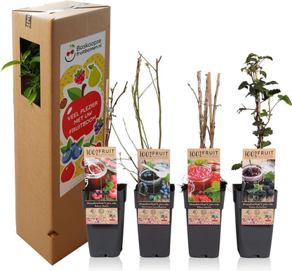  Grootmoeders Jam Mix - Mix Van 4 Fruitplanten: Framboos, Blauwe Bes, Rode Bes, Braam - Hoogte 50-60cm