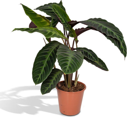  Calathea Warscewiczii 70cm