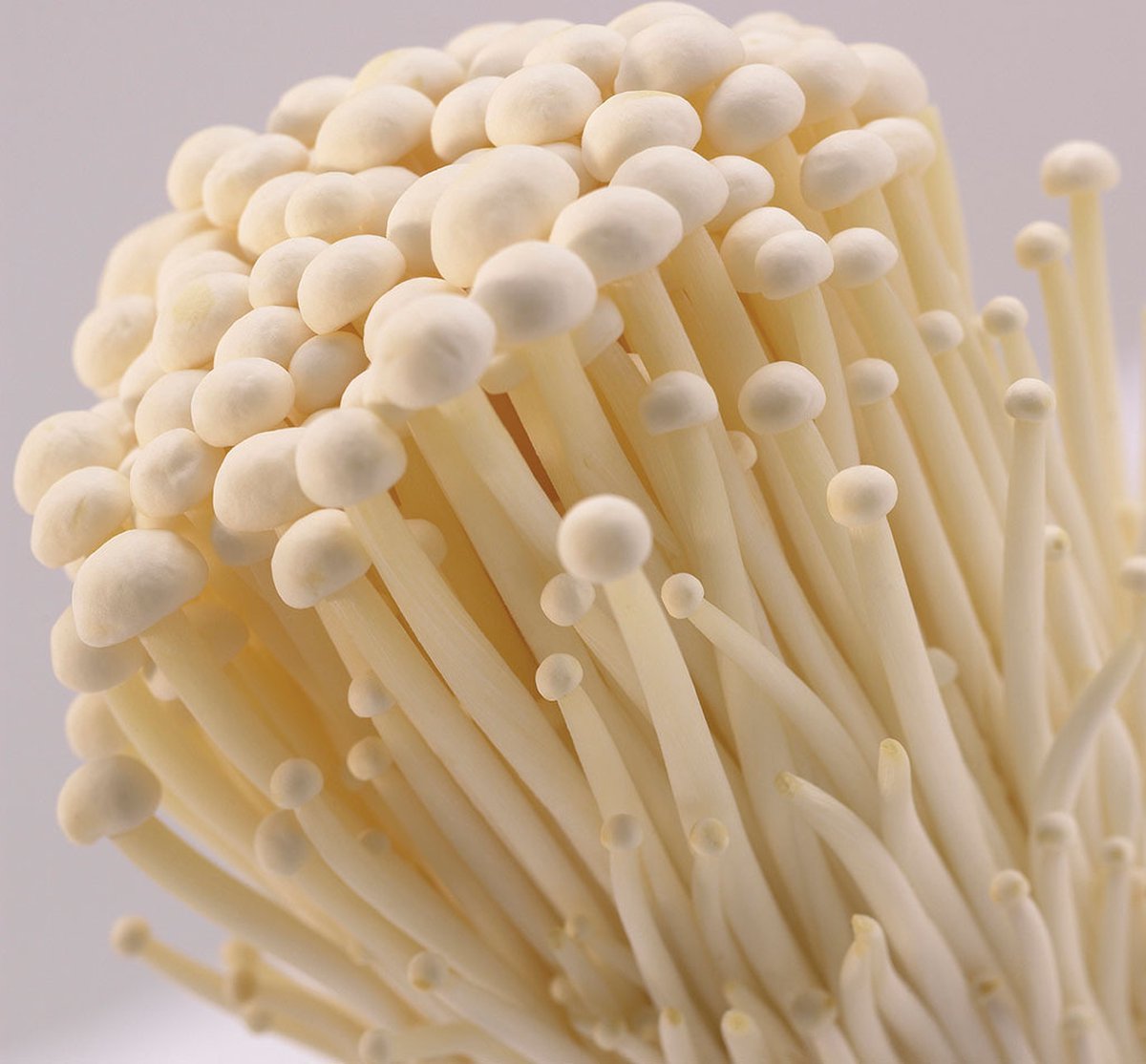  ToshiFarm Broed Voor Enoki - 50 Gram - Zelf Enoki Kweken - Broed Voor Fluweelpootje - Paddenstoel Sporen - Eco Cadeau