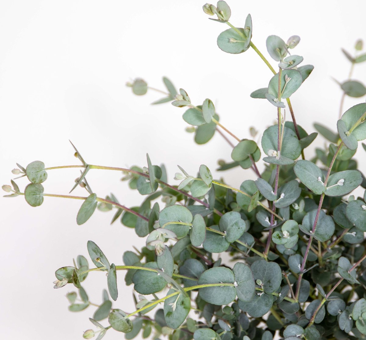  Eucalyptus Gunnii - Gomboom - Heester - Groenblijvend - ⌀17 Cm - 40-50 Cm