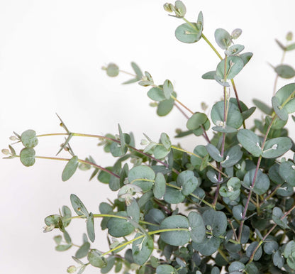  Eucalyptus Gunnii - Gomboom - Heester - Groenblijvend - ⌀17 Cm - 40-50 Cm