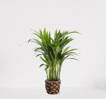  Areca In Siermand Guusje Naturel – Luchtzuiverende Kamerplant – Eenvoudig Te Onderhouden Goudpalm - ↕35-50cm - Ø13 – Geleverd Met Plantenpot – Vers Uit De Kwekerij