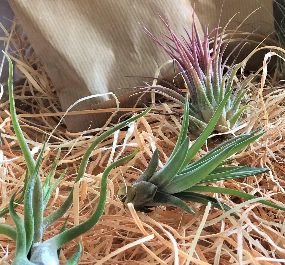  Tillandsia Luchtplantjes Mix Medium - Airplants - 10 Stuks + Tillandsia Spray