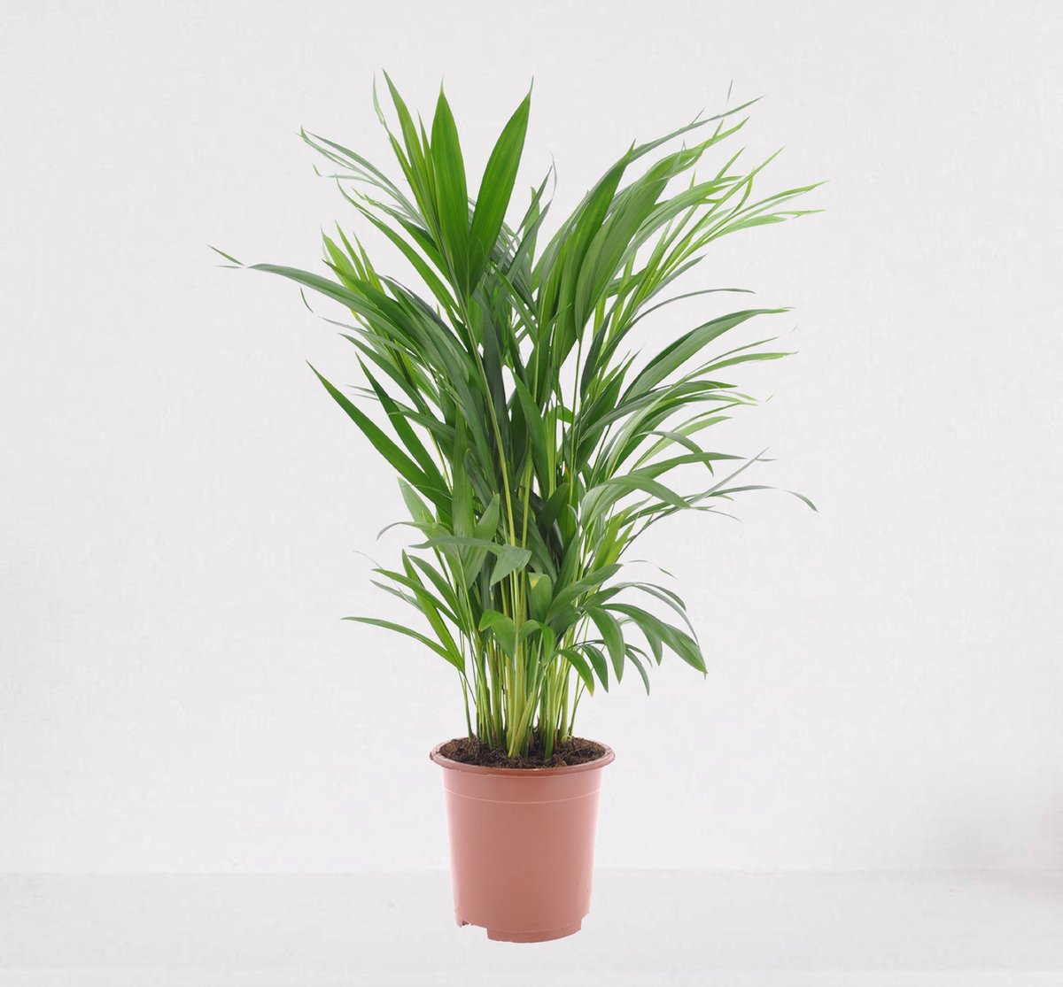  Areca – Luchtzuiverende Kamerplant – Eenvoudig Te Onderhouden Goudpalm - ↕55-70cm - Ø17 – In Kwekerspot – Vers Uit De Kwekerij