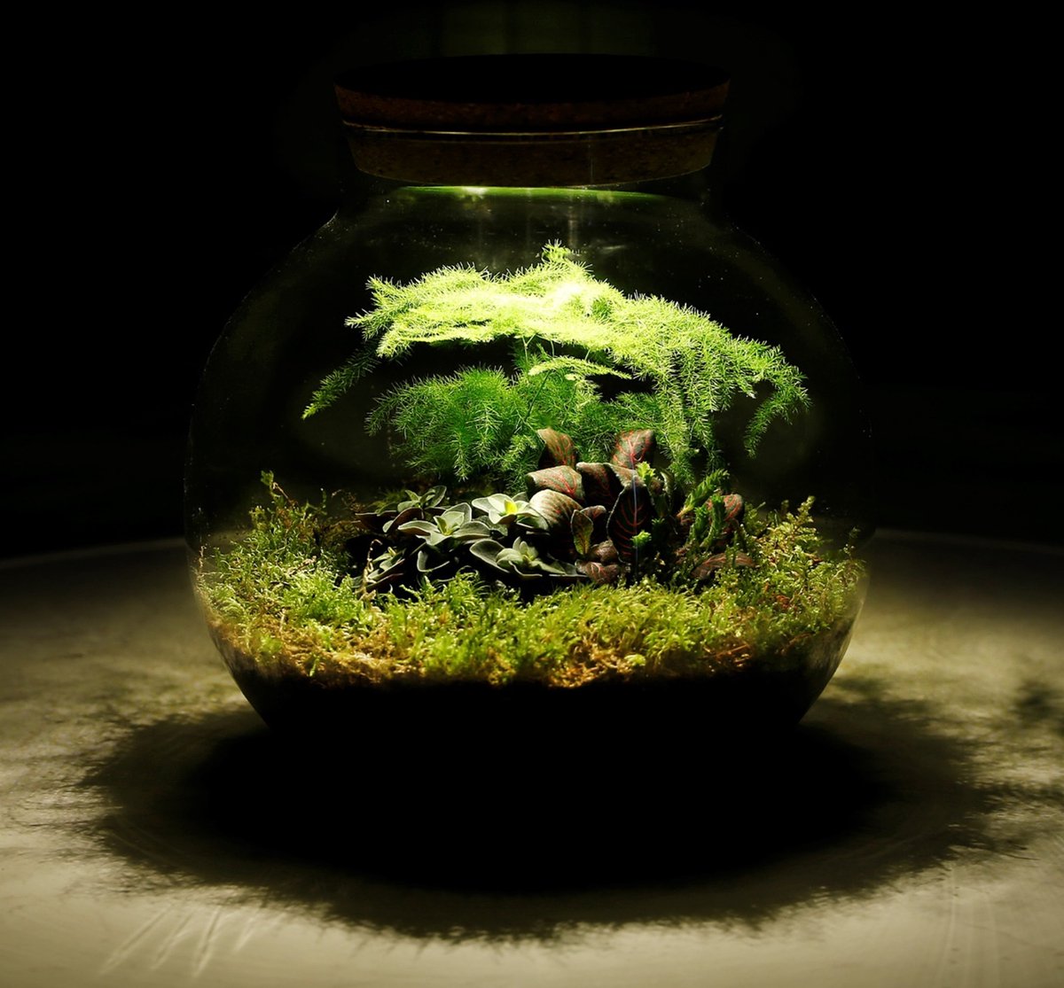 Ecosysteem Plant Met Lamp - Ecoworld Tropical Biodome - Plant In Glazen Bol - 3 Gekleurde Kamerplanten Planten - Bolvormig Glas - Hoogte 25 Cm