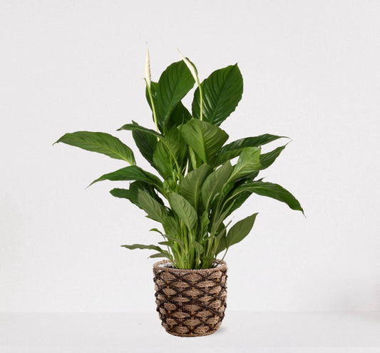  Spathiphyllum In Siermand Guusje Naturel – Witte Kamerplant – Luchtzuiverende Lepelplant - ↕60-75cm - Ø18 – Geleverd Met Plantenpot – Vers Uit De Kwekerij